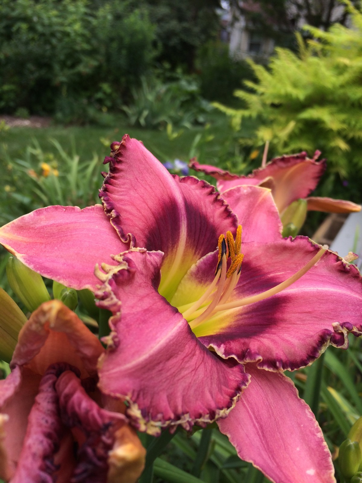 Playing in the Dirt&nbsp;Again