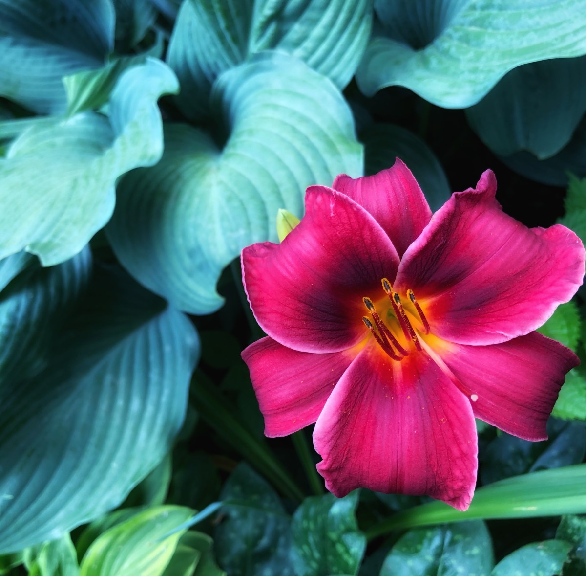 Six on Saturday: Daylily&nbsp;Magic