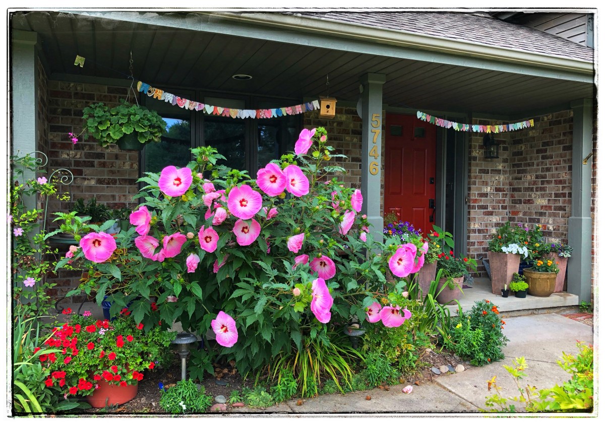 A Lesson on&nbsp;Hibiscus