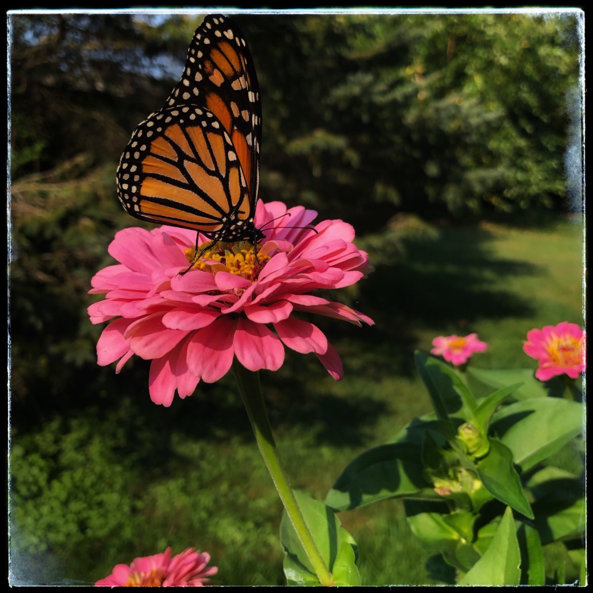 Six on Saturday: Goodbye&nbsp;August