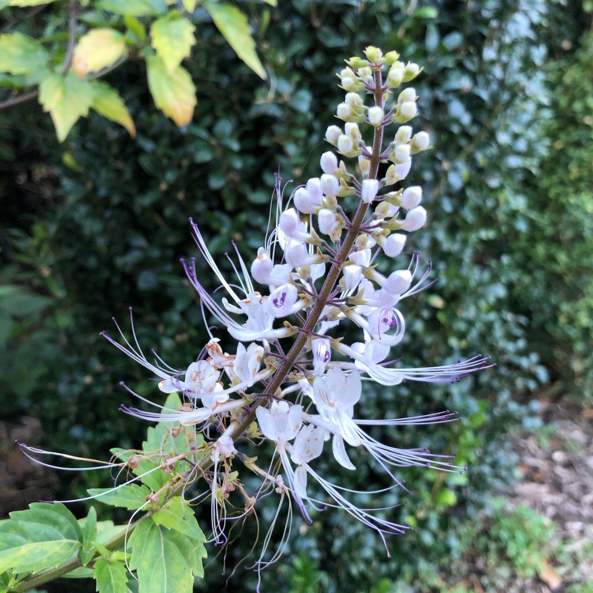 Vacation Garden Hopping