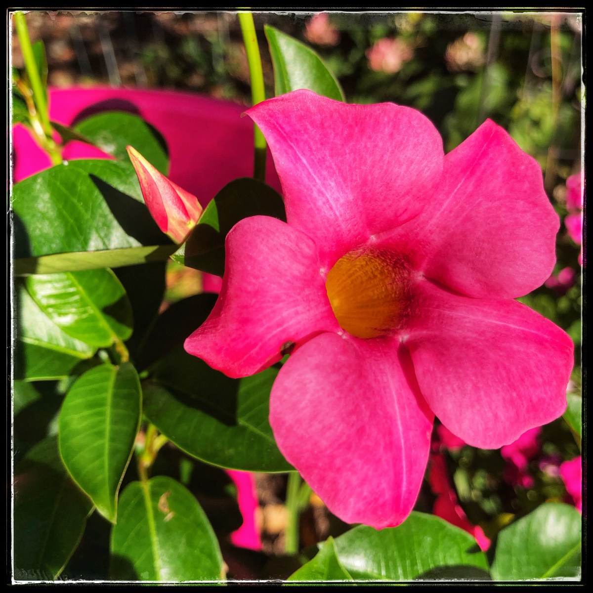 Mandevilla: Bringing the Outside&nbsp;In