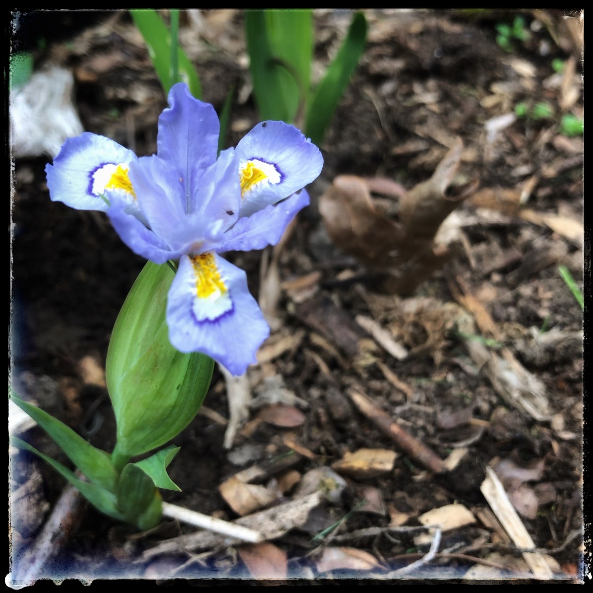 Six on Saturday – A New&nbsp;Flowerbed