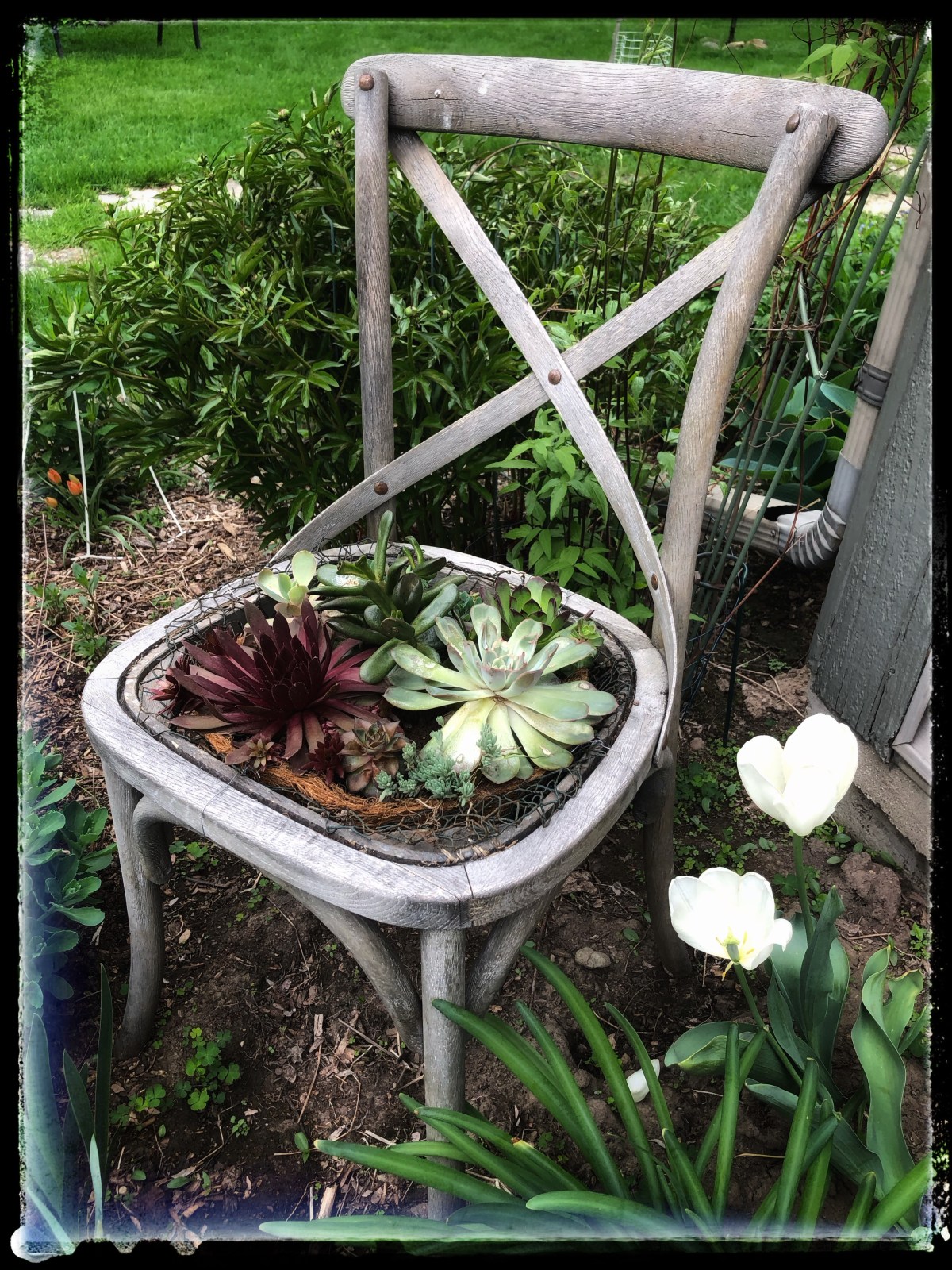 June Chair Garden&nbsp;Update