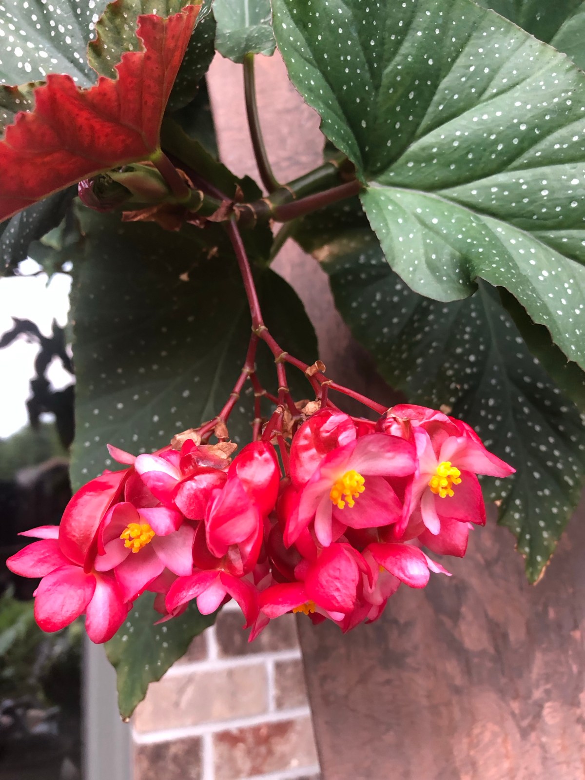 August’s Floral Show