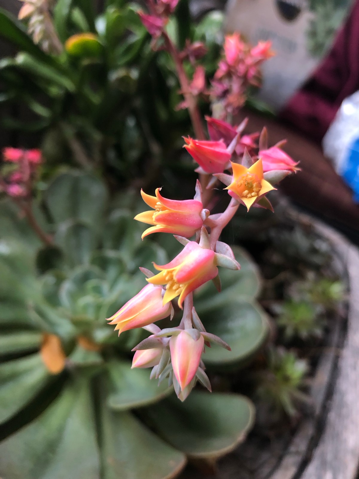 My Succulent Garden&nbsp;Chair