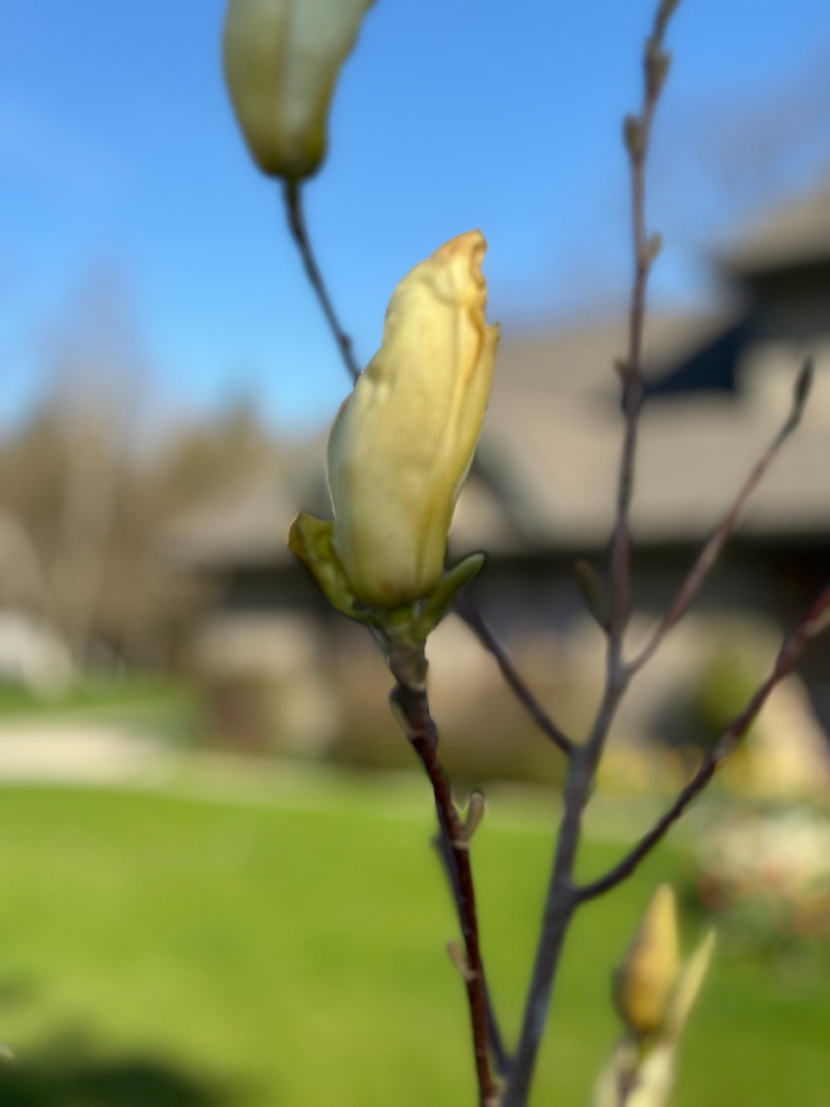 A Week of Flowers 2024: Day&nbsp;2