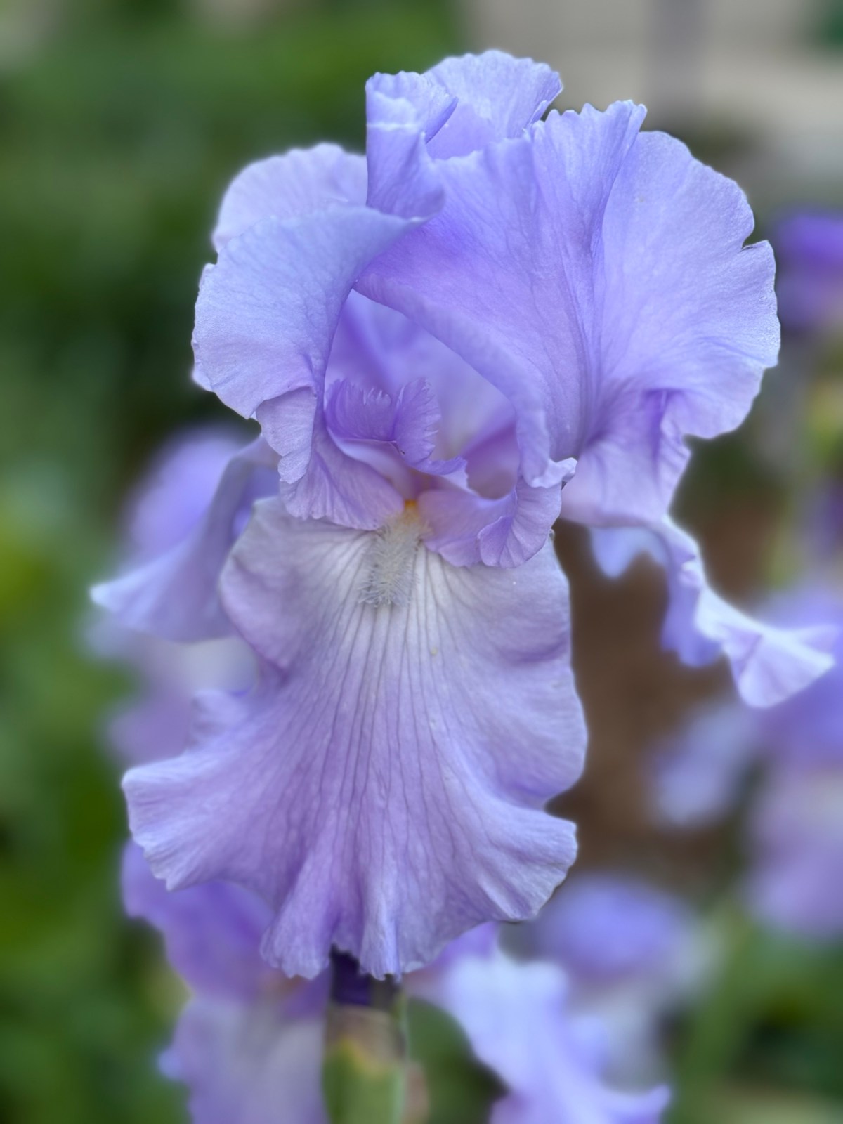 For the Love of&nbsp;Purple