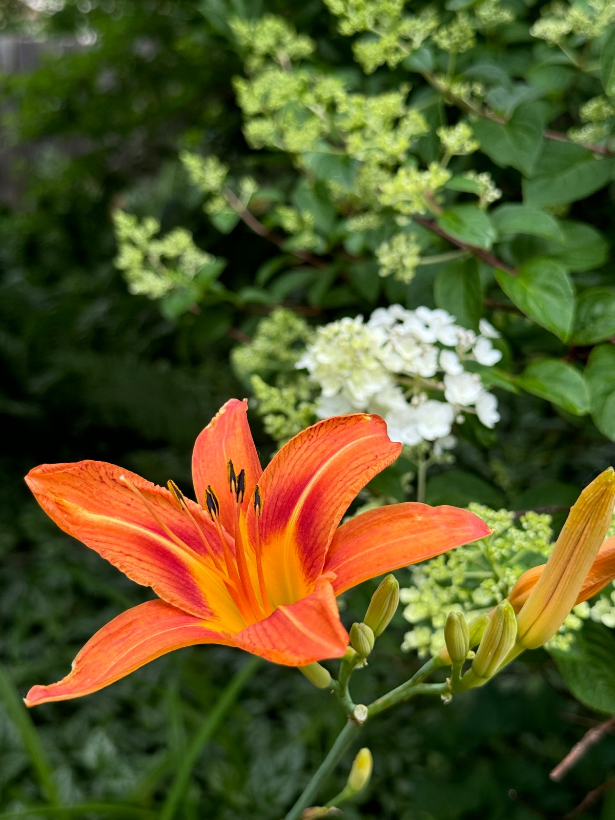 Henry the Hired&nbsp;Hand