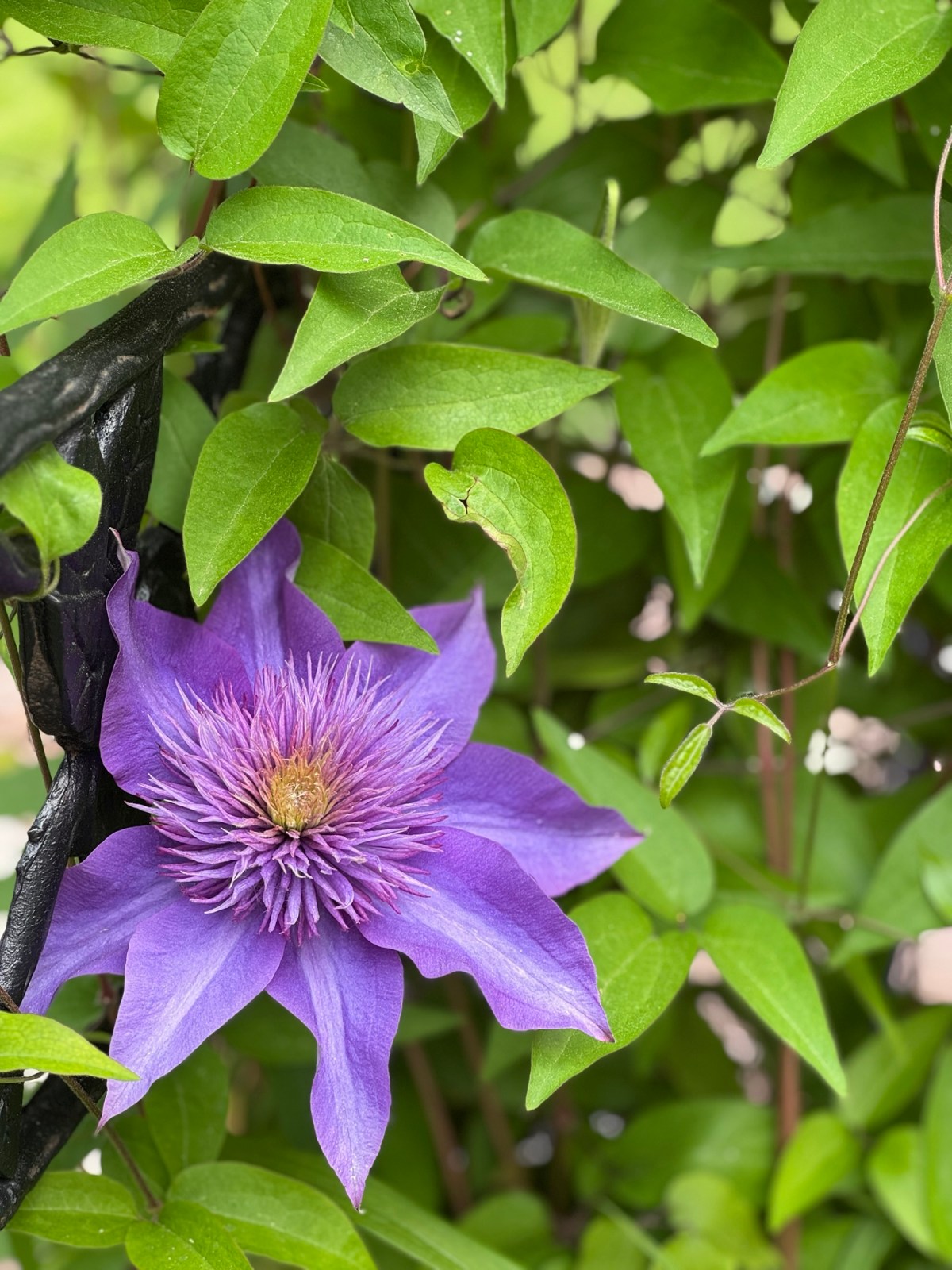 More Clematis Love