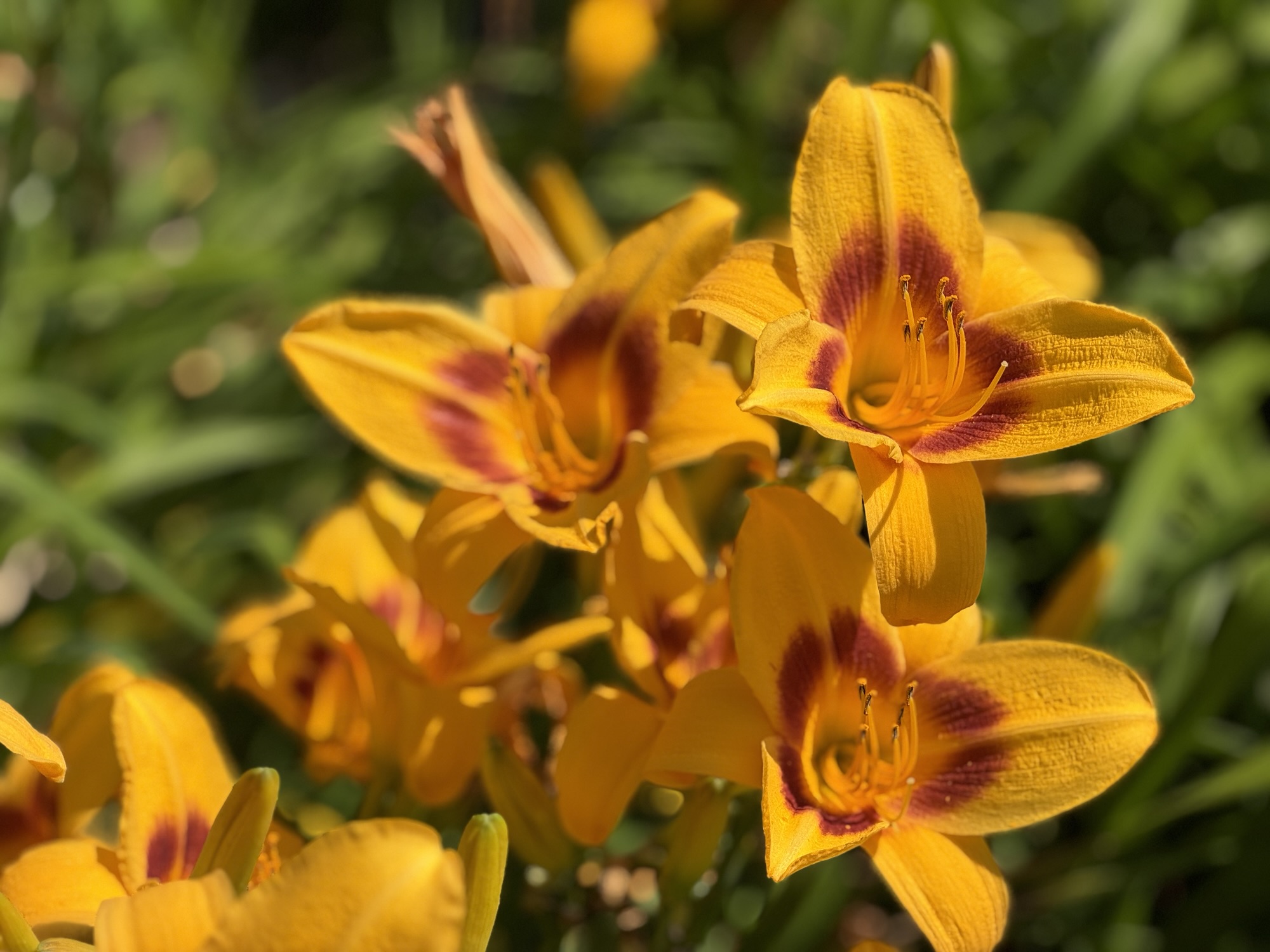 Daylily Royalty – Barefoot Lily Lady
