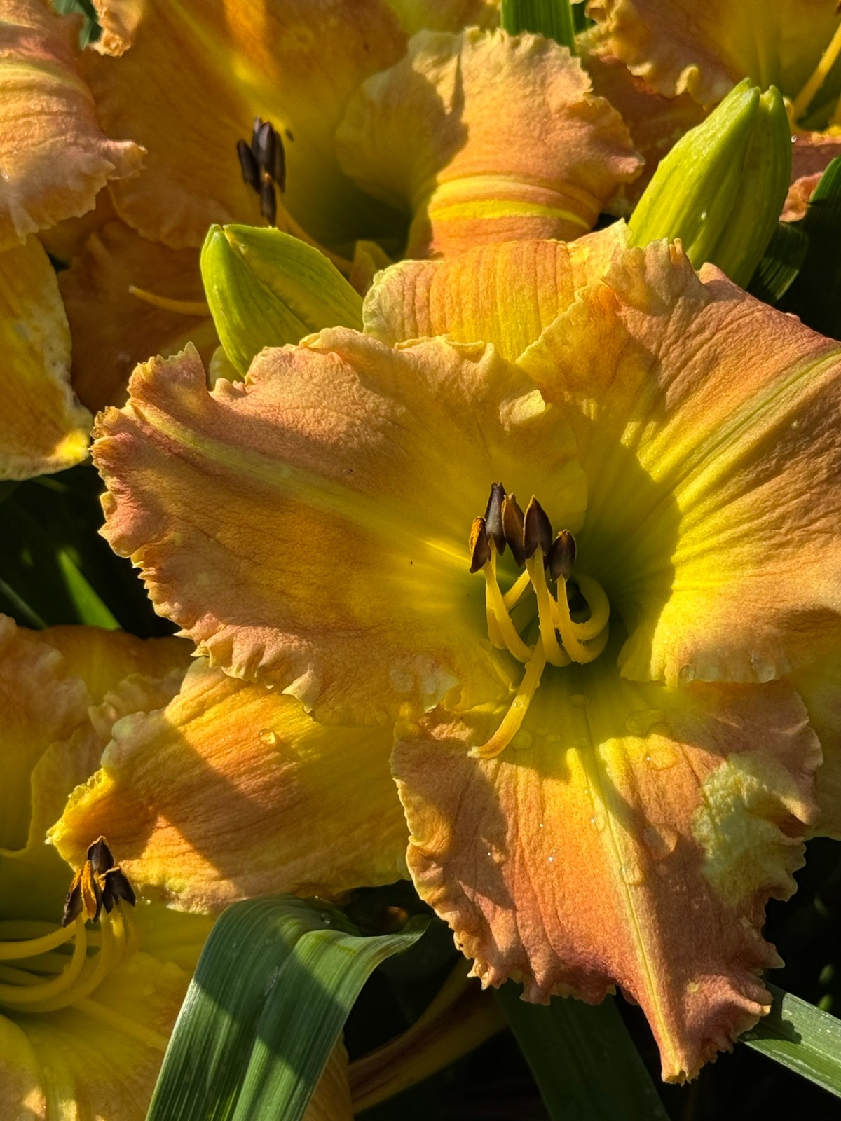 Daylily Royalty