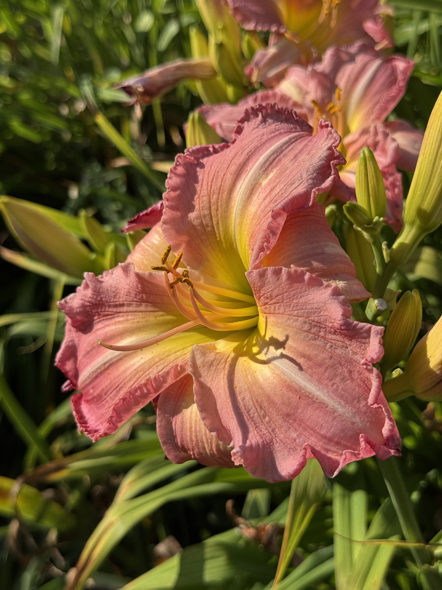 Daylily Royalty – Barefoot Lily Lady